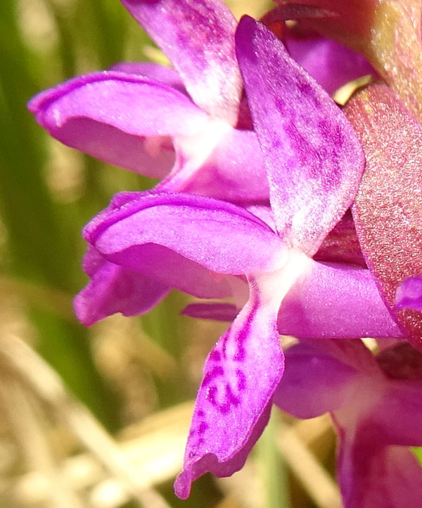 Dactylorhiza lapponica subsp. rhaetica